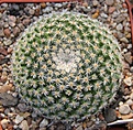 Нажмите на изображение для увеличения.

Название:	Mammillaria perbella Repp787 Toliman 1700m Quer..JPG
Просмотров:	168
Размер:	227.0 Кб
ID:	347281