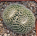 Нажмите на изображение для увеличения.

Название:	Mammillaria perbella Repp787 Toliman 1700m Quer.JPG
Просмотров:	147
Размер:	228.4 Кб
ID:	347282