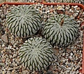 Нажмите на изображение для увеличения.

Название:	Pelecyphora aselliformis.JPG
Просмотров:	174
Размер:	231.3 Кб
ID:	347284