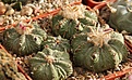 Нажмите на изображение для увеличения.

Название:	IMG_4453.JPG
Просмотров:	169
Размер:	235.8 Кб
ID:	347294