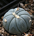 Нажмите на изображение для увеличения.

Название:	Echinocactus_horizontalonius_VZD-293_Rancho_La_Campana_Coah.jpg
Просмотров:	173
Размер:	190.8 Кб
ID:	347297