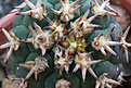 Нажмите на изображение для увеличения.

Название:	Gymnocalycium_spegazzinii_unguispinum.jpg
Просмотров:	175
Размер:	211.9 Кб
ID:	347300