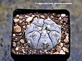 Нажмите на изображение для увеличения.

Название:	Gymnocalycium.jpg
Просмотров:	473
Размер:	197.3 Кб
ID:	347349