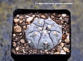 Нажмите на изображение для увеличения.

Название:	Gymnocalycium.jpg
Просмотров:	456
Размер:	197.3 Кб
ID:	347349