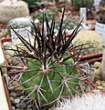 Нажмите на изображение для увеличения.

Название:	Copiapoa sp..jpg
Просмотров:	268
Размер:	155.2 Кб
ID:	347363