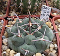 Нажмите на изображение для увеличения.

Название:	Gymnocalycium  prochazkianum var. nov  VG-1271.jpg
Просмотров:	384
Размер:	181.5 Кб
ID:	347364