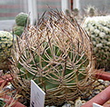 Нажмите на изображение для увеличения.

Название:	Pyrrhocactus  umadeave.jpg
Просмотров:	147
Размер:	175.6 Кб
ID:	347365