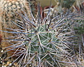 Нажмите на изображение для увеличения.

Название:	Tephrocactus alexanderi.jpg
Просмотров:	145
Размер:	222.3 Кб
ID:	347366