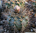 Нажмите на изображение для увеличения.

Название:	Gymnocalycium_castellanosii_armillatum_P217.jpg
Просмотров:	399
Размер:	198.5 Кб
ID:	347385