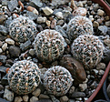 Нажмите на изображение для увеличения.

Название:	Gymnocalycium_gertii_VG707.jpg
Просмотров:	395
Размер:	231.7 Кб
ID:	347386