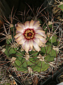 Нажмите на изображение для увеличения.

Название:	Gymnocalycium_pflanzii.jpg
Просмотров:	405
Размер:	201.1 Кб
ID:	347387