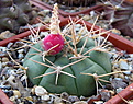 Нажмите на изображение для увеличения.

Название:	Gymnocalycium eurypleurum FR1178.jpg
Просмотров:	387
Размер:	190.7 Кб
ID:	347393