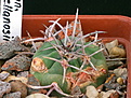 Нажмите на изображение для увеличения.

Название:	Gymnocalycium castellanosii LB1346.jpg
Просмотров:	303
Размер:	237.7 Кб
ID:	347394