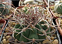 Нажмите на изображение для увеличения.

Название:	Gymnocalycium castellanosii LB1346...jpg
Просмотров:	306
Размер:	239.1 Кб
ID:	347395