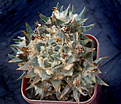 Нажмите на изображение для увеличения.

Название:	Ariocarpus_trigonus.jpg
Просмотров:	147
Размер:	203.6 Кб
ID:	347404