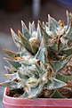 Нажмите на изображение для увеличения.

Название:	Ariocarpus_trigonus_.jpg
Просмотров:	145
Размер:	165.4 Кб
ID:	347405