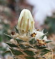 Нажмите на изображение для увеличения.

Название:	Ariocarpus_trigonus_VZD137.jpg
Просмотров:	152
Размер:	191.6 Кб
ID:	347406