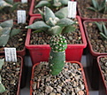 Нажмите на изображение для увеличения.

Название:	Strombocactus corregidorae RUS 333.jpg
Просмотров:	216
Размер:	166.3 Кб
ID:	347408