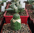 Нажмите на изображение для увеличения.

Название:	Strombocactus corregidorae RUS 333..jpg
Просмотров:	207
Размер:	176.1 Кб
ID:	347409