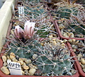 Нажмите на изображение для увеличения.

Название:	Gymnocalycium_castellanosii_armillatum_P217.jpg
Просмотров:	400
Размер:	183.8 Кб
ID:	347425