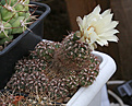 Нажмите на изображение для увеличения.

Название:	Gymnocalycium_mesopotamicum.jpg
Просмотров:	393
Размер:	205.8 Кб
ID:	347455