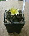 Нажмите на изображение для увеличения.

Название:	Copiapoa hypogea cv lizard skin.JPG
Просмотров:	125
Размер:	116.7 Кб
ID:	347458