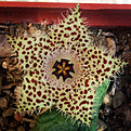 Нажмите на изображение для увеличения.

Название:	stapelianthus_madagascariensis.jpg
Просмотров:	421
Размер:	168.0 Кб
ID:	347493