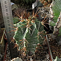 Нажмите на изображение для увеличения.

Название:	Astrophytum ornatum.jpg
Просмотров:	222
Размер:	247.4 Кб
ID:	347509