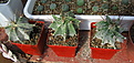 Нажмите на изображение для увеличения.

Название:	Astrophytum ornatum, Koehres 2010.jpg
Просмотров:	199
Размер:	168.5 Кб
ID:	347510