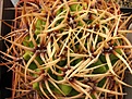 Нажмите на изображение для увеличения.

Название:	Gymnocalycium monvillei.jpg
Просмотров:	360
Размер:	130.3 Кб
ID:	347516