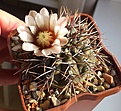 Нажмите на изображение для увеличения.

Название:	Gymnocalycium sp..jpg
Просмотров:	347
Размер:	215.8 Кб
ID:	347645