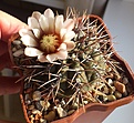 Нажмите на изображение для увеличения.

Название:	Gymnocalycium sp..jpg
Просмотров:	275
Размер:	215.8 Кб
ID:	347645