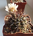 Нажмите на изображение для увеличения.

Название:	Gymnocalycium sp.2.jpg
Просмотров:	356
Размер:	188.6 Кб
ID:	347646