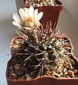 Нажмите на изображение для увеличения.

Название:	Gymnocalycium sp.2.jpg
Просмотров:	284
Размер:	188.6 Кб
ID:	347646