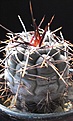 Нажмите на изображение для увеличения.

Название:	Gymnocalycium borthii v.nogolense VG-412.Подарок Виктора Гапона.
Просмотров:	130
Размер:	78.5 Кб
ID:	347706