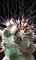 Нажмите на изображение для увеличения.

Название:	Gymnocactus gielsdorfianus.
Просмотров:	132
Размер:	112.3 Кб
ID:	347707