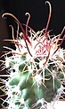 Нажмите на изображение для увеличения.

Название:	Sclerocactus terracannionae.
Просмотров:	123
Размер:	87.8 Кб
ID:	347708