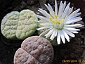 Нажмите на изображение для увеличения.

Название:	IMG_0251 (640x481).jpg
Просмотров:	389
Размер:	188.8 Кб
ID:	347769