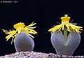 Нажмите на изображение для увеличения.

Название:	Dinteranthus_microspermus_800pcs.jpg
Просмотров:	203
Размер:	207.7 Кб
ID:	347770