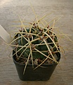 Нажмите на изображение для увеличения.

Название:	G. multiflorum VS 900.JPG
Просмотров:	821
Размер:	126.0 Кб
ID:	347782