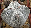 Нажмите на изображение для увеличения.

Название:	Astrophytum myriostigma Onzuka.jpg
Просмотров:	140
Размер:	210.0 Кб
ID:	347813