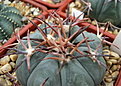 Нажмите на изображение для увеличения.

Название:	Echinocactus_horizonthalonius.jpg
Просмотров:	137
Размер:	193.3 Кб
ID:	347814