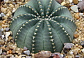 Нажмите на изображение для увеличения.

Название:	Echinocereus aguirrii Tolontongo.jpg
Просмотров:	138
Размер:	238.8 Кб
ID:	347815