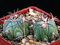 Нажмите на изображение для увеличения.

Название:	Echinocactus_horizonthalonius...jpg
Просмотров:	126
Размер:	221.9 Кб
ID:	347849