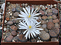 Нажмите на изображение для увеличения.

Название:	Lithops mix.jpg
Просмотров:	208
Размер:	200.9 Кб
ID:	347888