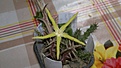 Нажмите на изображение для увеличения.

Название:	Orbea (Caraluma) rodgersii.jpg
Просмотров:	268
Размер:	143.7 Кб
ID:	347897