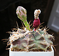 Нажмите на изображение для увеличения.

Название:	Gymnocalycium_damsii_torulosum_KK497.jpg
Просмотров:	866
Размер:	189.9 Кб
ID:	347898