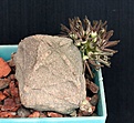 Нажмите на изображение для увеличения.

Название:	Pseudolithos cubiformis _10.2014.JPG
Просмотров:	218
Размер:	94.8 Кб
ID:	347900