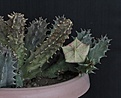 Нажмите на изображение для увеличения.

Название:	Huernia zebrina_10.14...JPG
Просмотров:	185
Размер:	239.0 Кб
ID:	347956