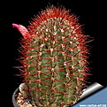 Нажмите на изображение для увеличения.

Название:	Denmoza_rodacantha_red_spines.jpg
Просмотров:	465
Размер:	77.3 Кб
ID:	347965